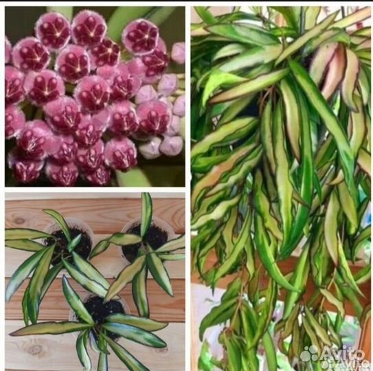 Хойя вайети триколор