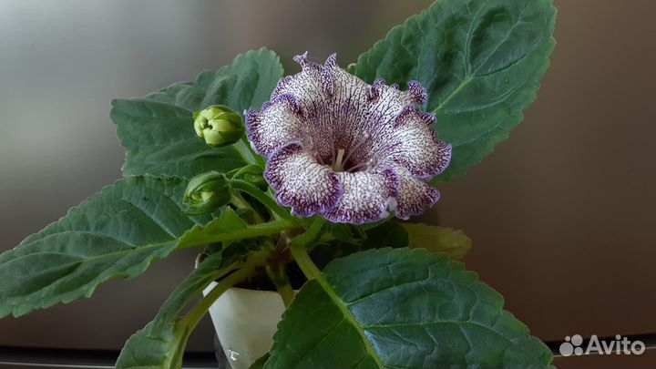 Глоксинии в ассортименте