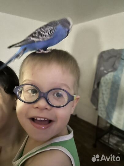 Попугайчик