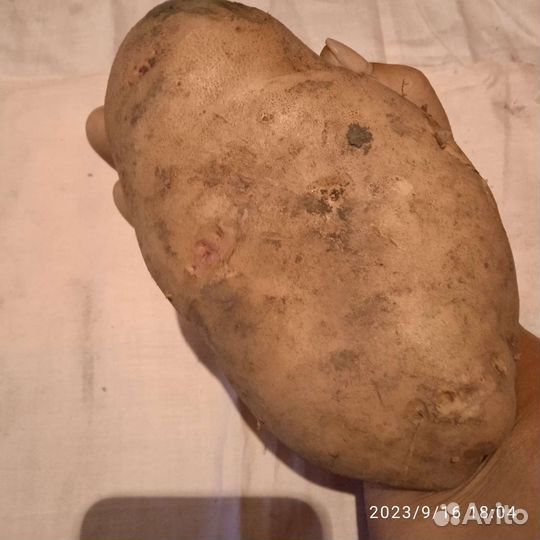 Семенной картофель 