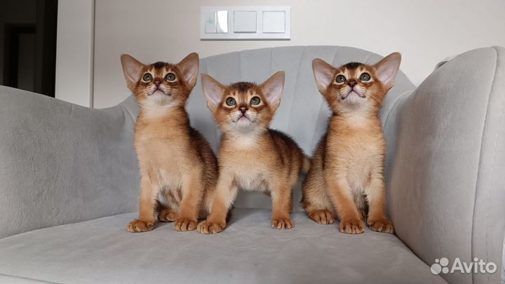 Абиссинские котята премиум качество