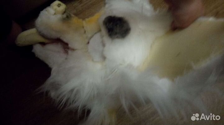 Фурсьют собаки/фенька