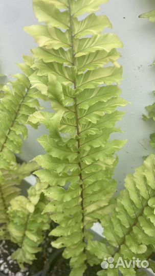 Папоротники