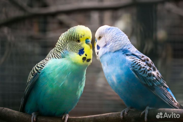 Волнистый попугай