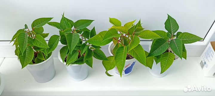 Пуансеттия Рождественская звезда