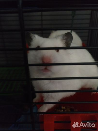 Сирийский хомяк