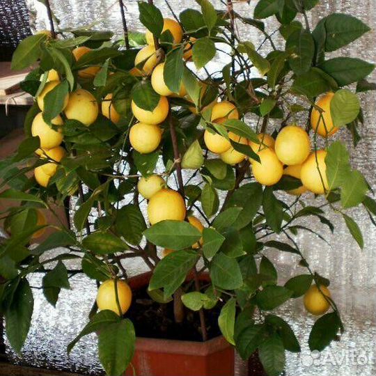 Лимон Павловский