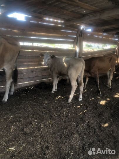 Бычек и телачка