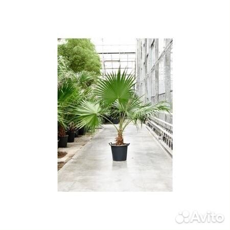 Пальма Бисмарка