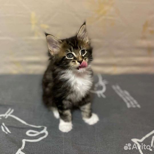 Котята мейн-кун
