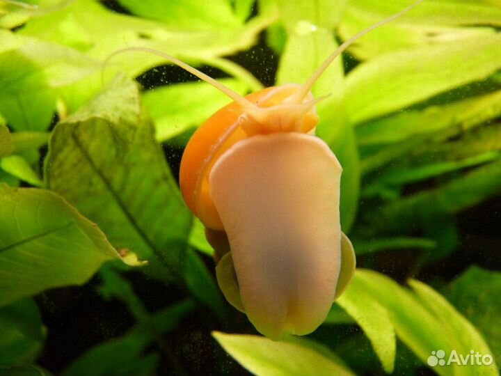 Улитки ампулярии