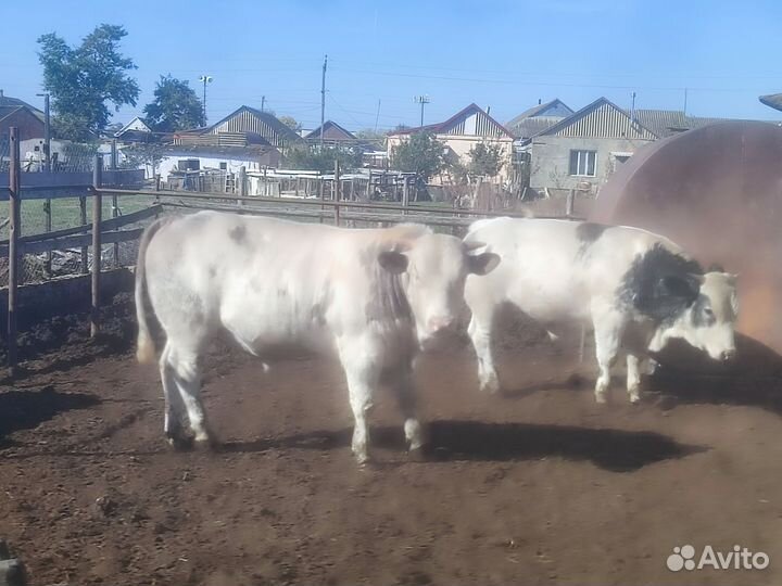 Бычки на племя