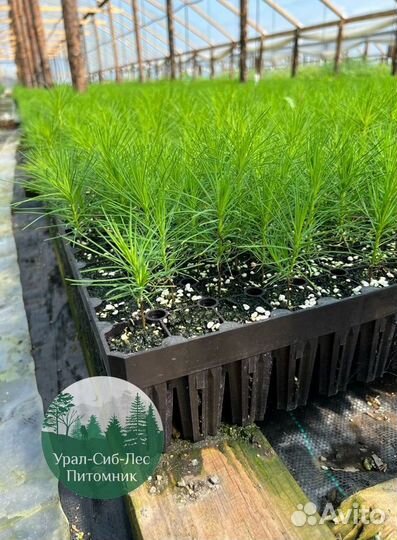 Зкс и окс Сосна Ель Лиственница сеянцы Голуб горн