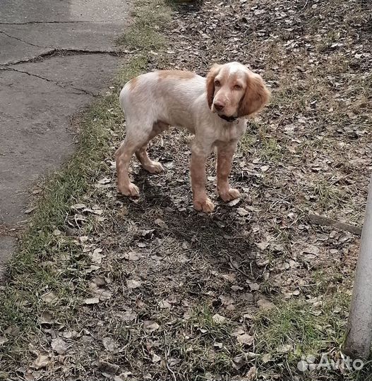 Щенок
