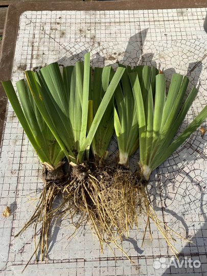 Ирисы бородатые