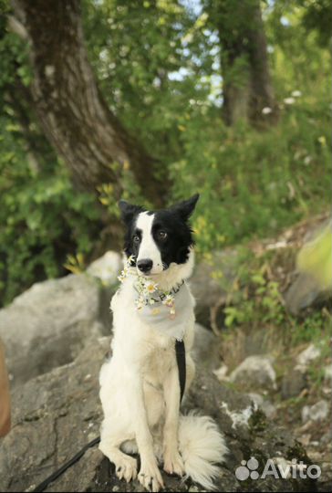 Щенок почти бордер-колли в добрые руки