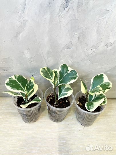 Фикусы сортовые