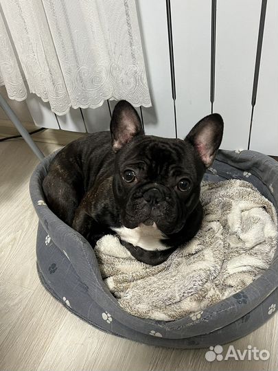 Ищем невесту для жениха