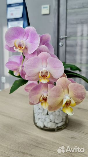 Фаленопсис Baby Face