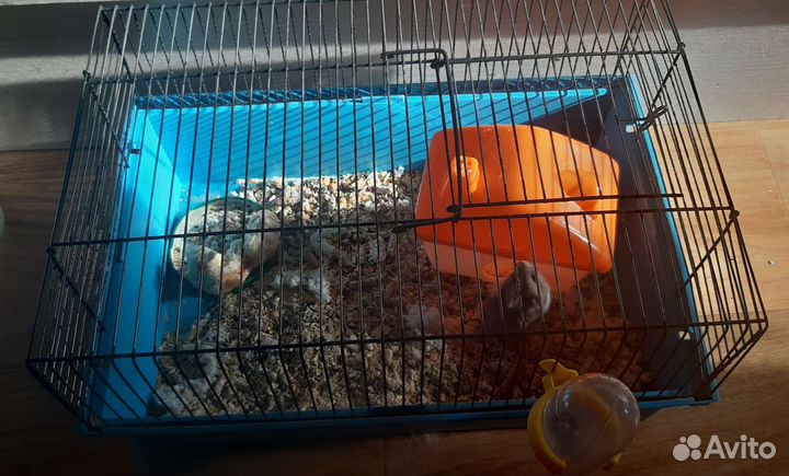 Джунгарский хомяк с большой клеткой