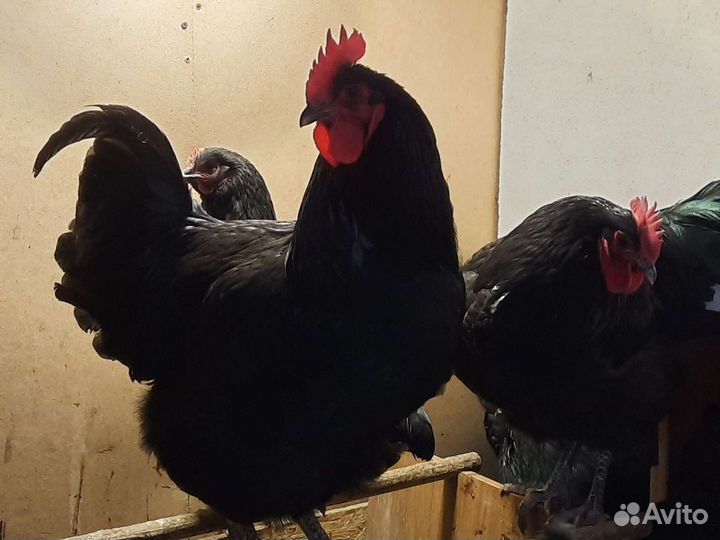 Инкубационное яйцо джерсийский гигант