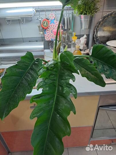 Филодендрон Heppy Эскейп