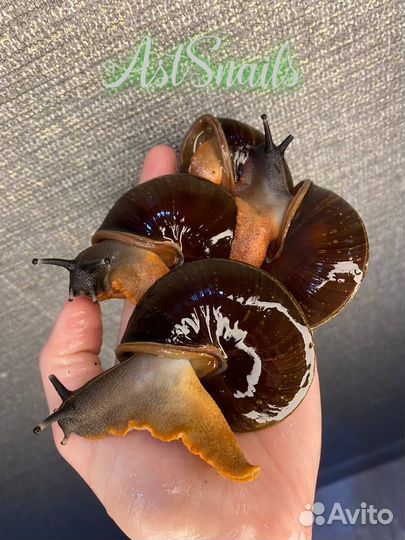 Улитки Ахатины и Архахатины