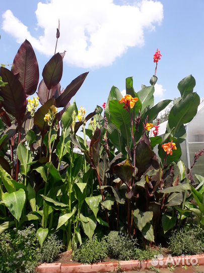 Канны высокорослые