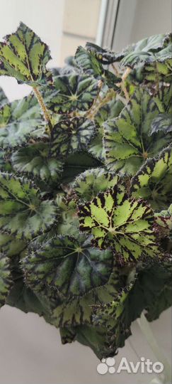 Бегония тигровая (Begonia Bowerae, Бауэра)