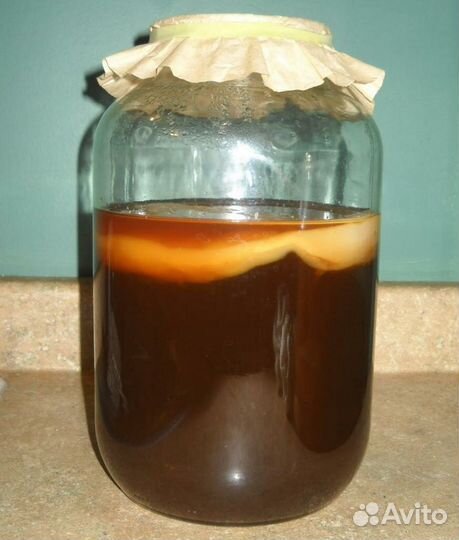 Чайный гриб