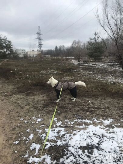 Одежда для собак крупных и мелких