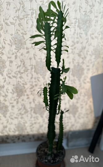 Молочай трехгранный суккулент