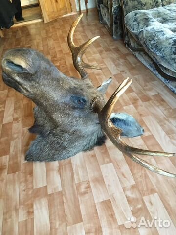 Голова лося