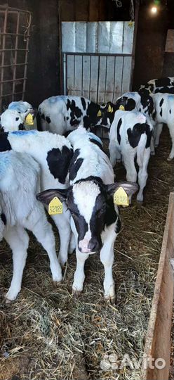 Телята бычки