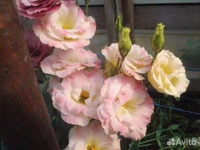 Эустома семена