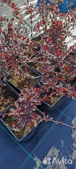 Тетерев-Сад