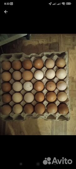 Домашние куриные яйца