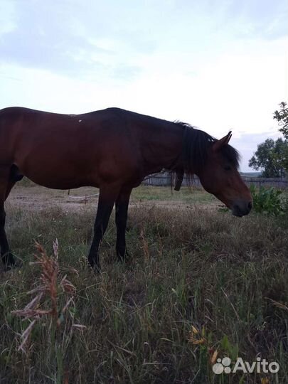 Лошади и жеребцы