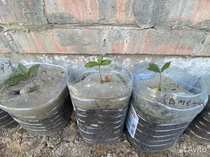 Дубы разных сортов