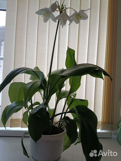 Эухарис, бегония, монстера