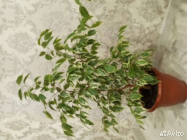 Шефлера, фикус Бенджамина