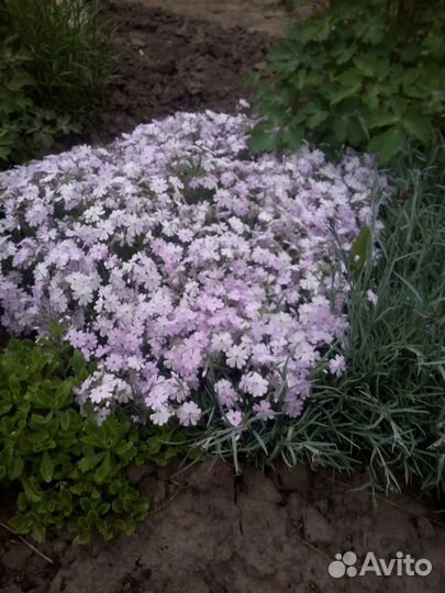 Флокс шиловидный