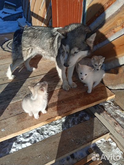 Отдаются малыши, маламутики сибирской лайки