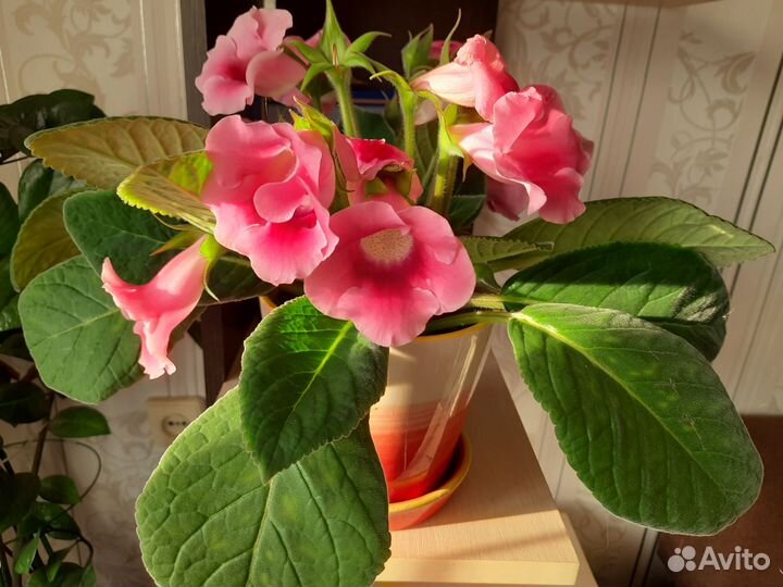 Комнатные цветы