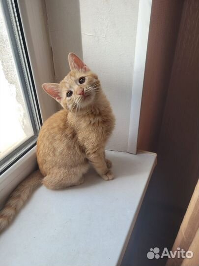 Котенок в добрые руки в дар