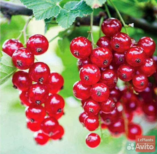 Красная смородина ягоды