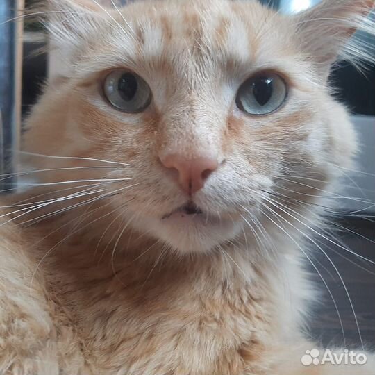 Рыжик ищет ответственных хозяев