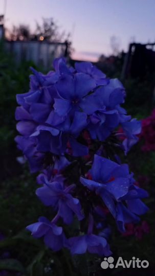 Флоксы многолетние