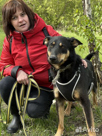 Собака из приюта