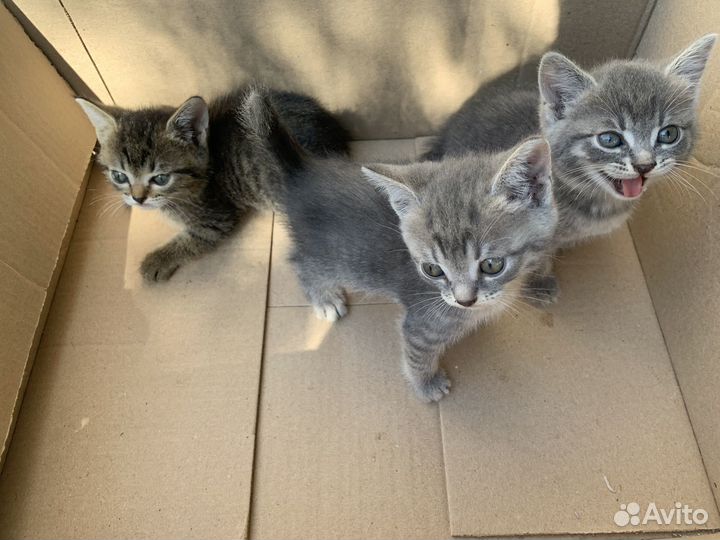 Котята в добрые руки бесплатно